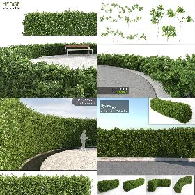 Scatterable Hedges Collection